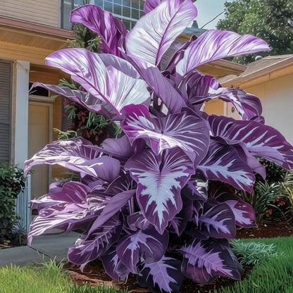 OJHJXUG Instant Gratification Garden-Alocasia Elephant Ear-Compact Size, Colorful Foliage- Shine Purple-Fast Growing (8)