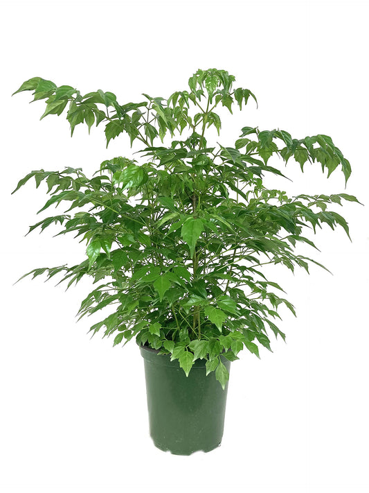 China Doll Plant - Live Plant in a 6 Inch Pot -Radermachera Sinica - Beautiful Easy Care Indoor Houseplant