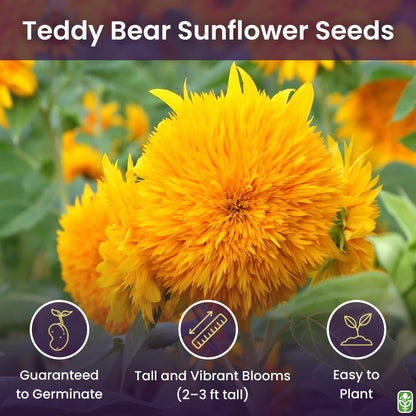 Marde Ross & Company Teddy Bear Sunflower Seeds 30+ Giant, Fluffy Blooms Heirloom Flower Seeds for Outdoor Planting Grows up to 7' Tall in Full Sun - Grown in the USA