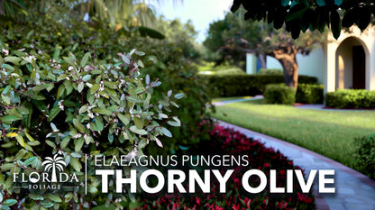 Elaeagnus Pungens I 10 Live Plants I Thorny Olive I Hardy Evergreen Shrub with Fragrant Blooms, Perfect for Hedges, Screening & Ornamental Garden Display
