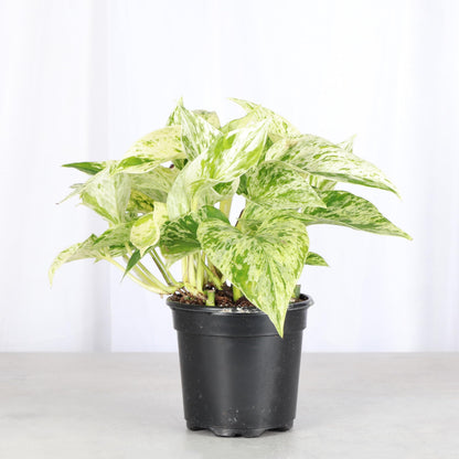 Thorsen's Greenhouse Marble Queen Pothos, Live Indoor Plant, Easy to Grow, Rare Variegated Houseplant, Natural Air Purifier, 4-inch Diameter Pot (Nursery Pot)