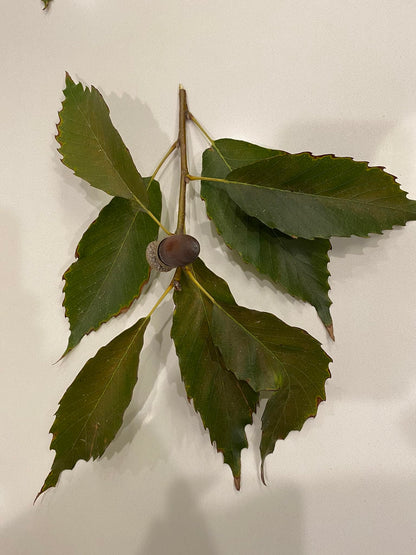 Chinkapin Oak Tree Sapling, Live Quercus Muehlenbergii Plant, Native Shade Tree for Home Garden and Landscaping