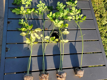 Generic Moringa Trees 3 Live Moringa Plants with Moringa Seeds - Organically Grown - Non-GMO - Miracle Tree - Moringa Oleifera - Herb, Green
