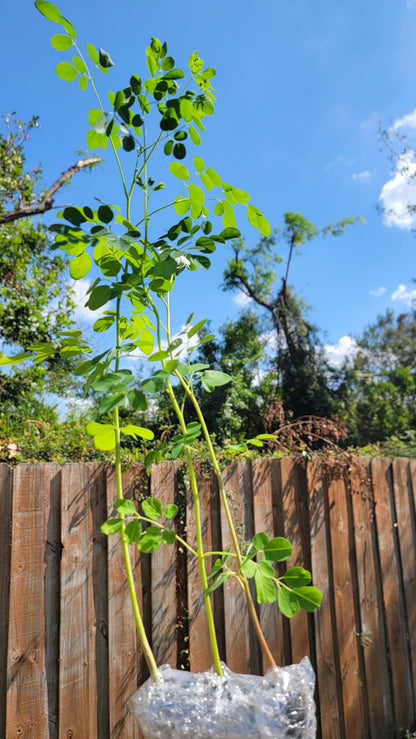 Moringa Plants 2 Live Moringa Trees with Moringa Seeds, Drumstick Tree, Miracle Tree, Moringa Seedling, Live Plant