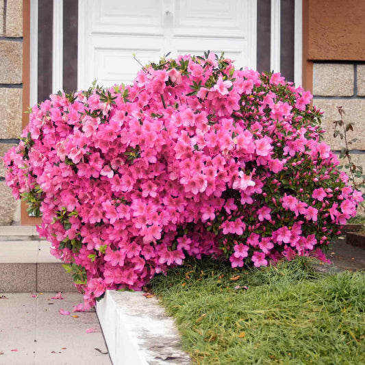Perfect Plants Gumpo Pink Azalea in 1 Gallon Pot | Pink Reblooming Flowers Spring Through Fall | Evergreen Shrub for Outdoor Gardens or Containers | Low Care & Easy to Grow | Thrives in Zones 7-9