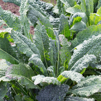 Clovers Garden Dinosaur Kale Plants - Two (2) Live Plants – Non-GMO - Not Seeds - Each 4" to 8" Tall – in 4" Inch Pots - Heirloom, Frost Tolerant