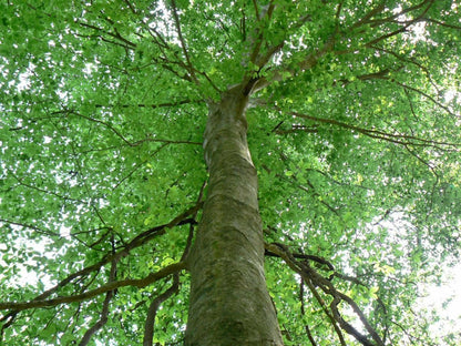 Live Plant - American Beech Tree - Live Plant - 6-12" Tall - Quart Pot - Fagus grandifolia