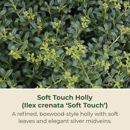 2.25 Gal. Holly Soft Touch Shrub - Glossy Evergreen Shrubs w/Interesting Silver Midvein - Hardy, Low Maintenance Outdoor Shrubs - Fresh Holly Shrub for Hedges, Privacy Screens, Borders & More