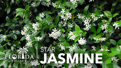 Star Confederate Jasmine | 1 Large Trade Gallon Size Plant | Trachelospermum jasminoides | Flowering Vine Plants | Evergreen Ground Cover for Landscaping