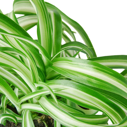 Spider Plant 'Bonnie' | Live Plant for Indoor & Outdoor | for Living Room, Office, Bathroom | (8" Pot)