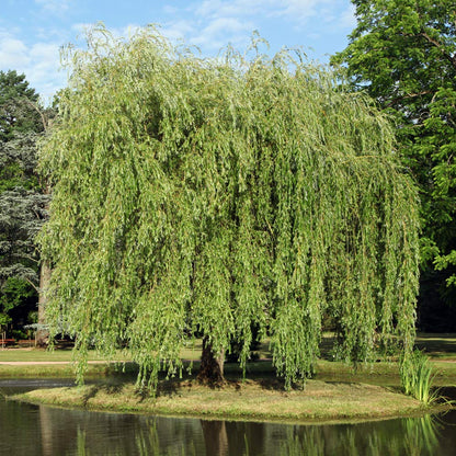Weeping Willow 5-6'