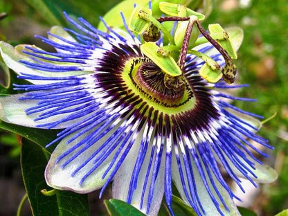 Live Plant - Hardy Blue Crown Passiflora caerulea Passion Flower Small Rooted Starter Plant