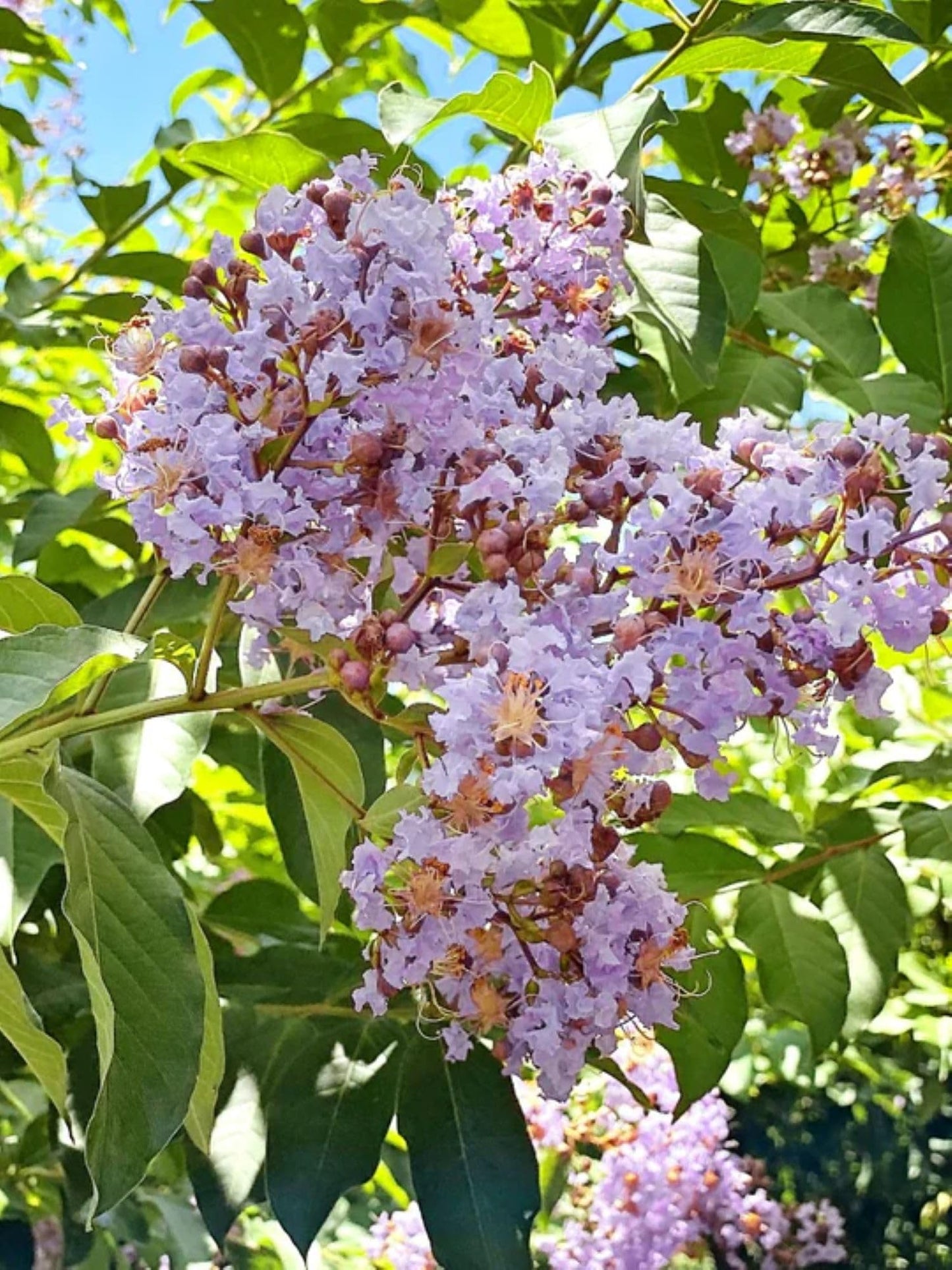 American Plant Exchange Muskogee Crape Myrtle, Live 1-Gallon Pot, Light Lavender Flowers, Red-Orange Fall Foliage, Hardy, Mildew Resistant, 100 Days of Blooming, Indoor/Outdoor Landscape/Houseplant