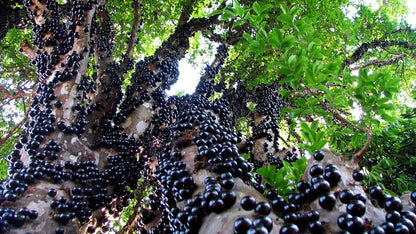 Live Jaboticaba Tree – 1 Foot Tall – Unique Tropical Fruit Tree with Sweet, Grape-Like Berries – Brazilian Grape - Ideal for Outdoor Garden & Patio