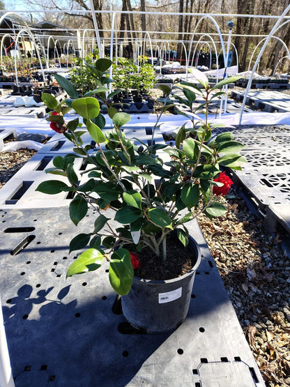 Live Plant - Professor Sargent Red Camellia Japonica - Live Plant - 3 Gallon Pot