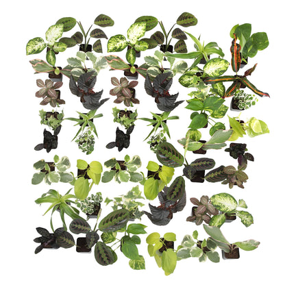 Easy to Grow Houseplants (48 Pack) Live House Plants in Plant Containers, Growers Choice Plant Set in Planters with Potting Soil Mix, Home Décor Planting Kit or Outdoor Garden Gifts by Plants for Pets