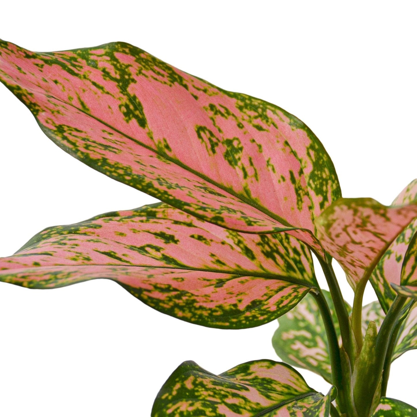 6 Pack Chinese Evergreen 'Lady Valentine' in 6in Pot - Live Plants Tropical Houseplants | Variegated | USA Growers | The Snobby Leaf