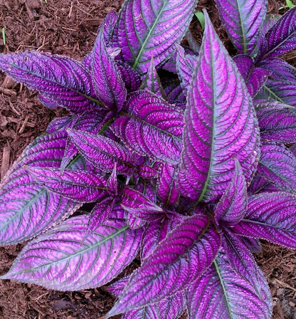 Live Plant - Persian Shield**Strobilanthes Dyerianus Starter Plant