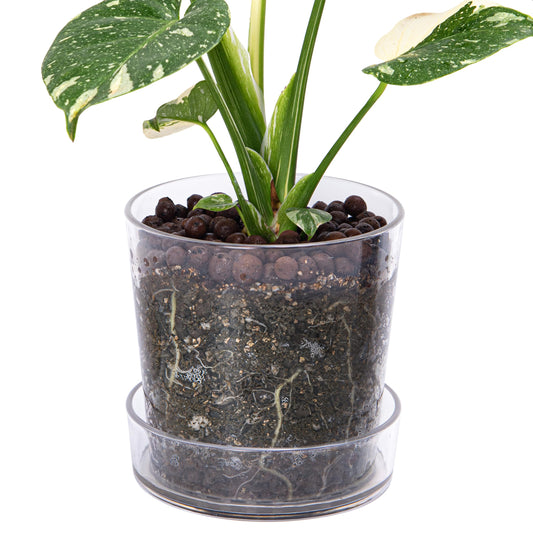 Phoenix Vine 6.5 Inch Clear Acrylic Planter Pot with Tray, Orchid Pot with Drainage Holes, Deep Saucer for Bottom Watering, Transparent Containers for Indoor Plants, Herbs, Set of 1, 91-A-F-1