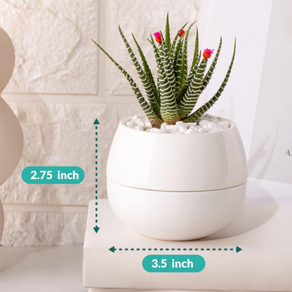 3.5 Inch Cute Porcelain Mini Plant Pots with Drainage Hole and Plug (6pk) - Includes a Bag of Decorative Pebbles, Cleaning Brush, and Tweezers - Cactus Pots, Suculentas Pot - No Plants Included