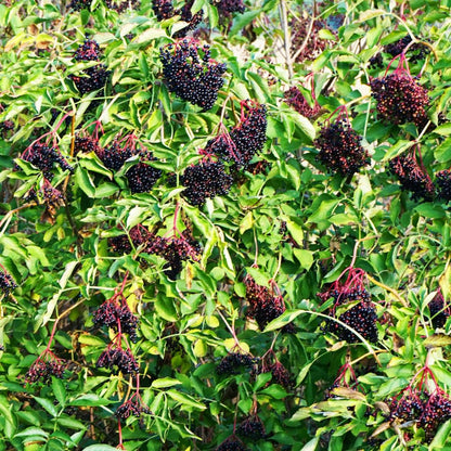 Black Elderberry Plant, Elderberry Bushes Live Plant, 2 to 3 Feet Tall, Edible Berry Bush for Perennial Garden, 1 Gallon Pot