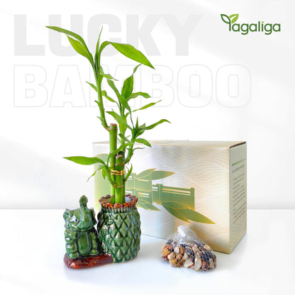 Yagaliga Lucky Bamboo 3-Stalk (2×6″ + 1×8″) Live Indoor Plant Set – Elephant & Pineapple Ceramic Pot with Pebble Bag