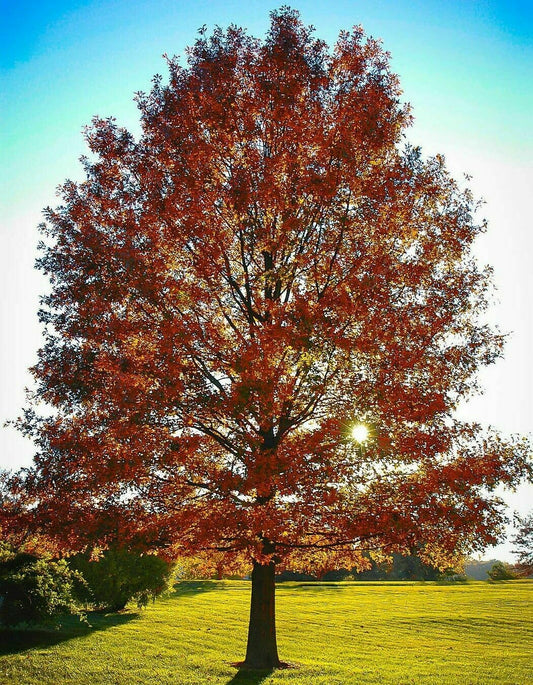 Live Plant - 2 Pin Oak Trees - Live Potted Plants - 12-18" Tall - 4" Pot - Quercus palustris