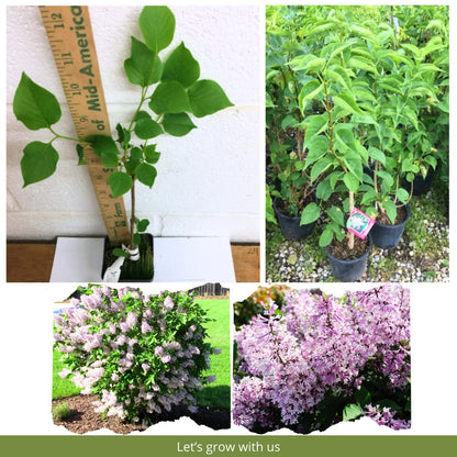 Lilac Live Plant in Pot, Hardy Shrub with Reblooming Blossoms, 1-2 Year Old Plant, Dormant in Winter, Fragrant Flowers (Lavender Lilac)