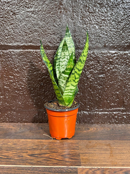 PLANTVERS Sansevieria Zeylanica Snake Plant in a 3 Inch Nursery Pot - Live Green Snake Plant - Mother-in-Law Tongue - Low Light Houseplant - Air Purifier Indoor Plant - Office Plant