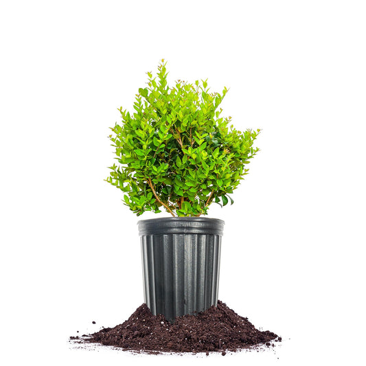 Perfect Plants Waxleaf Ligustrum 1 Gallon Growers Pot | Fast Growing Evergreen Shrub with Timy White Blooming Clusters