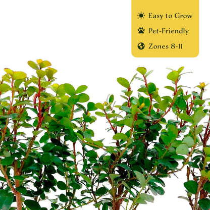 3 African Boxwood Myrsine – Dense Evergreen Shrub for Low Hedges, Borders & Topiary Landscapes (Myrsine africana) in 2.5” Cubes, Live Plants