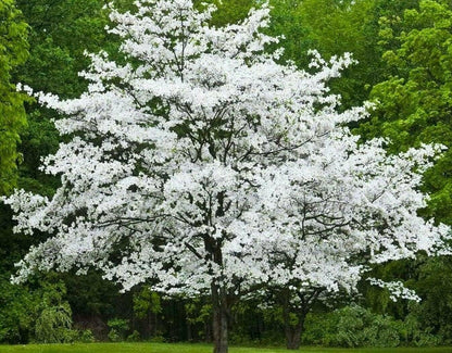 5 White Flowering Dogwood Trees - 10-18" Tall Seedlings - Live Plants/Shrubs - Cornus Florida - (5 Pack)