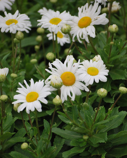 Perennial Farm Marketplace Chrysanthemum nipponicum (Nippon Daisy) Perennial, Size-#1 Container, Big White Flowers