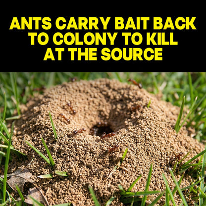Raid MAX Liquid Ant Bait - Ant Traps Indoor and Outdoor Use – Insect Repellent & Pest Control That Kills Ants Where They Breed - 8 Count