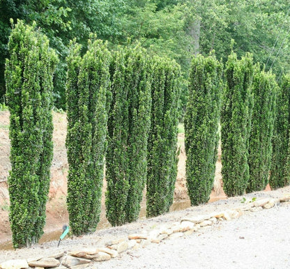 Live Plant - 5 Sky Pencil Holly Shrubs/Trees/Hedges - 3-6" Tall Live Plants - 2.5" Pots