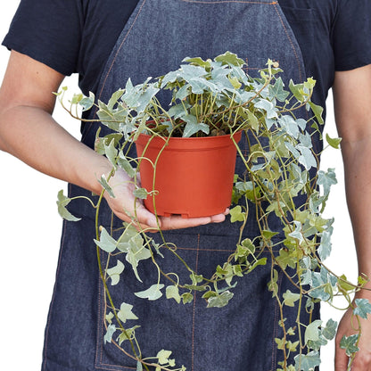 English Ivy 'Glacier' | Live Plant for Indoor & Outdoor | for Living Room, Office, Bathroom | (4" Pot, White Cylinder)