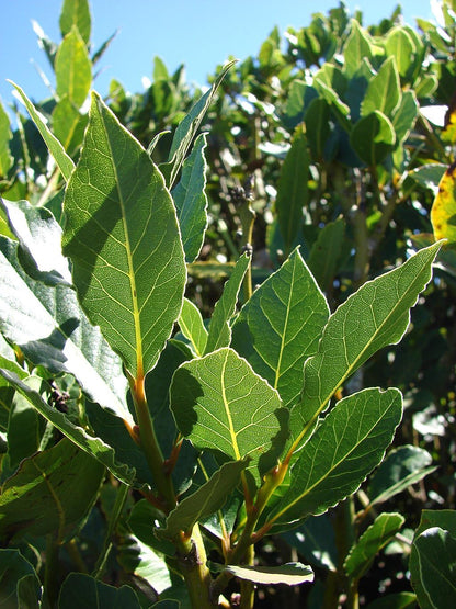 Bay Laurel Tree - Laurus Nobilis - Bay Leaf Live Plant (5–9 Inches Tall) - True Laurel, Aromatic Evergreen – Container-Friendly Patio Tree or Indoor Herb