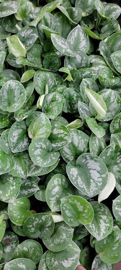 Scindapsus Pictus Argyraeus ‘Silver Satin Pothos’ - Live Indoor Plants in 4" Pot, Elegant Houseplants for Home Decor | Plants Live Houseplants by 3exoticgreen