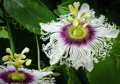 Live Plant - Sweet Sunrise Passion Fruit Live Starter Plant Passiflora edulis Self Fertile