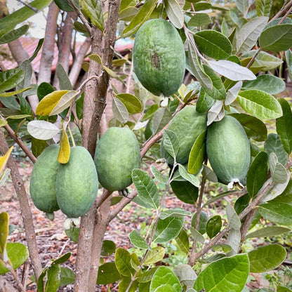 Pack 2 Pineapple Guava Plants Live, 4-8 Inches Tall Starter Plants