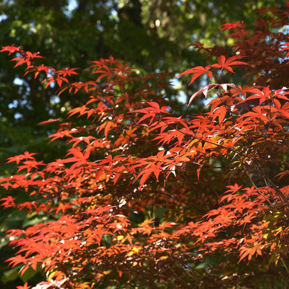 PERFECT PLANTS Bloodgood Japanese Maple Tree 1 Gal. | Live Plant for Beautiful Autumn Color | Red Leaf Colors Year Round | Small Deciduous Trees for Privacy