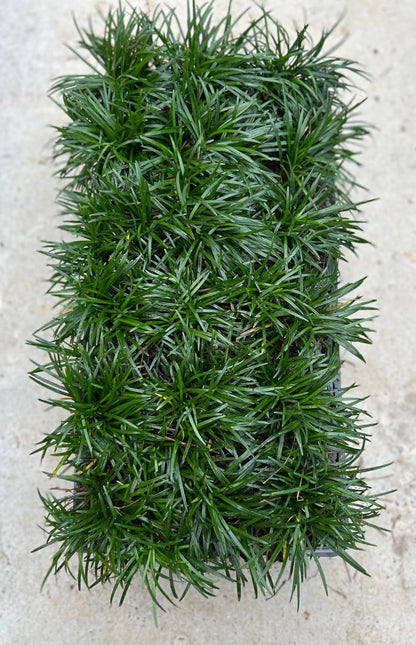 Dwarf Mondo Grass, (Ophiopogon japonicus) 'Nanus', 4-6 Inches Tall 18 Count, 3-inch pots