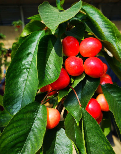 30 Pcs Cherry Seeds Planting for Outdoor Indoor