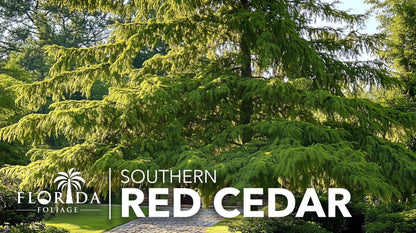 Southern Red Cedar | 10 Live Plants | Juniperus Virginiana Silicicola | Evergreen Privacy Trees | Native Landscape Plants