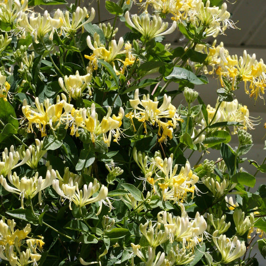Proven Winners 'Scentsation' Honeysuckle (Lonicera periclymenum) Live Plant, 4.5" Qt, 4 Pack