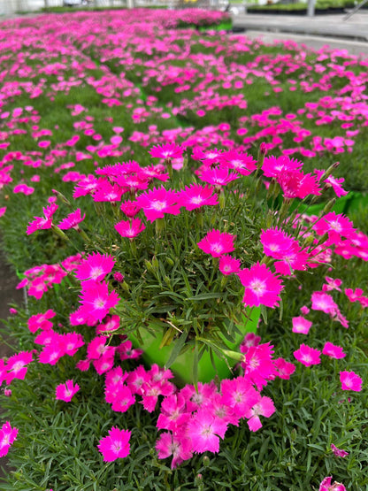 Perennial Farm Marketplace Dianthus x Kahori (Garden Pinks) Perennial Size-#1 Container, Dark Fuschia Flowers