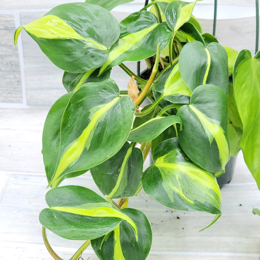 Philodendron Brazil aka Philo Brasil Sweetheart Live Rare Exotic Tropical Indoor House Plants in Nursery Plant Pot Housewarming Gift Decoration for Home and Office by 3exoticgreen (4" Pot)