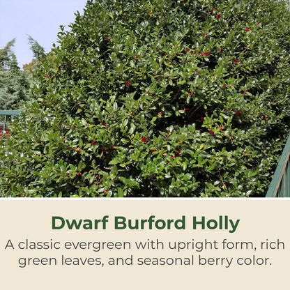 Holly Dwarf Burford Shrub – Compact Upright Evergreen Holly w/Small Showy White Flowers & Bright Red Berries for Formal Hedges & More - Grows Up to 10 ft in 1 Gal Grower Pot, USDA Zones 7–9, 1-Pack