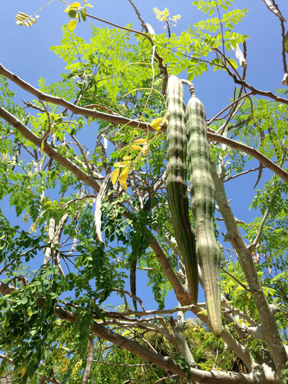 Moringa Tree Seedling Live Moringa Plant with Moringa Seeds Malunggay Sahijan Drumstick Tree Moringa Oleifera