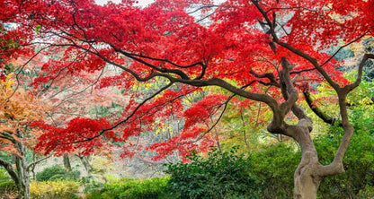 Red Japanese Maple Tree Seedlings for Planting - Excellent Landscape Tree or Bonsai Material - Ready to Plant - Approx 18 Inches Tall (3 Seedlings)